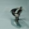Whirling No.3 - 59 (Hungarian National Ballet C.) - Music: Philip Glass - Choreography: Andrs Lukcs - (Dance Photography) Ballet Photo