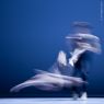 rvny No.3 - 66 (Magyar Nemzeti Balett) - Zene: Philip Glass - Koreogrfia: Lukcs Andrs - (Modern Tnc Fot)