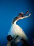 Serenade No.1 - 24 (Hungarian National Ballet C.) Music: P.I.Tchaikovsky Choreography: George Balanchine ©The George Balanchine Trust - (Dancers Pictures) Ballet Photo