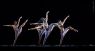 Malandain Ballet Biarritz (Festival Int. De Ballet De La Habana 2012) No.3 - 71 El Amor Brujo Ballet Photo
